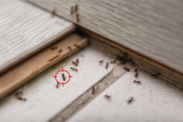 Pest Control Cost in De Soto, KS