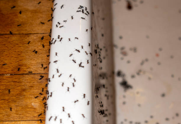 Best Best Pest Control Companies  in De Soto, KS