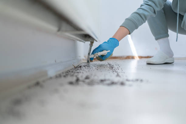 Best Flea Control Services  in De Soto, KS